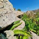 Polystichum lonchitis Lapas