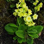 Primula elatior Лист