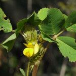 Medicago praecox മറ്റ്