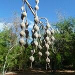 Sophora tomentosa Fruit