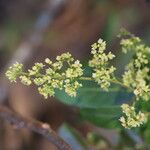 Searsia longipes Flower