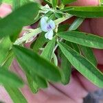 Lespedeza virginica Λουλούδι