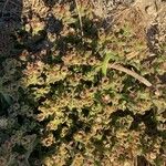 Mesembryanthemum crystallinum Habitus