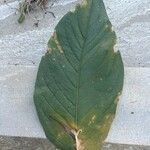 Anthurium bonplandii Levél