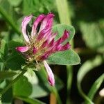 Trifolium mediumЦвят