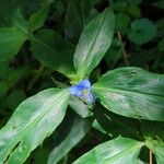 Commelina virginica Floro