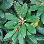 Rhododendron degronianum Blatt