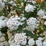 Spiraea cantoniensis Цвят