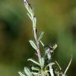 Lithodora hispidula Leaf