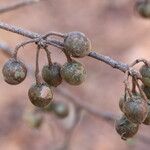 Commiphora mollis Fruto