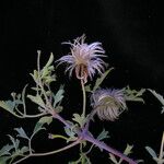 Clematis brevipes Hábito