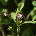 Lantana involucrata Fiore