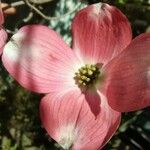 Cornus floridaFlower