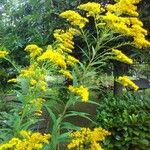 Solidago canadensisKvet