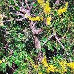 Caesalpinia vesicaria Corteza