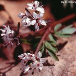 Erigenia bulbosa Blüte