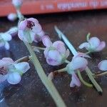 Pyrola asarifolia Flower