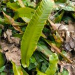 Asplenium scolopendrium পাতা