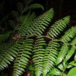 Cyathea surinamensis 形态