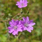 Geranium pyrenaicumBlodyn