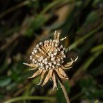 Helianthus angustifolius Blüte