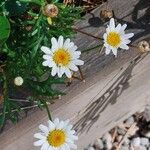 Argyranthemum frutescens Otro