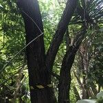 Diphysa americana ᱪᱷᱟᱹᱞᱤ
