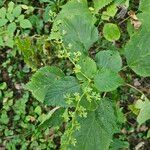 Laportea canadensis Leaf