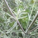 Nepeta nepetella 葉