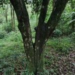 Chrysophyllum venezuelanense Corteza