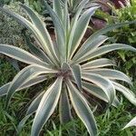 Agave vivipara Folio