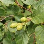 Alnus alnobetula Owoc