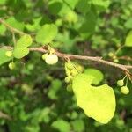 Flueggea virosa Leaf