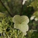Hydrangea paniculata Цветок