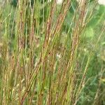 Schizachyrium scoparium Blatt