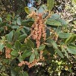 Quercus wislizeni Цветок