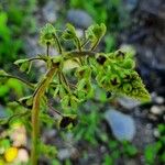 Verbascum phoeniceum 葉