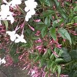 Jasminum polyanthum পাতা