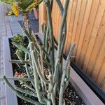 Ceropegia dichotoma Leaf