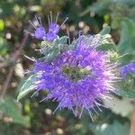 Caryopteris × clandonensisFlower