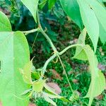 Passiflora platyloba Кора