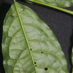 Bunchosia polystachia Leaf