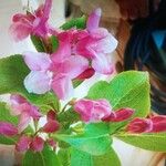 Weigela floridaFlower