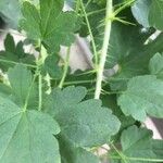 Ribes uva-crispa Φύλλο