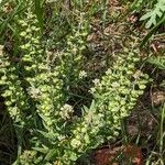 Lepidium campestre ശീലം