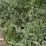 Pyrus salicifolia Habit