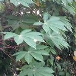 Manihot esculenta 葉