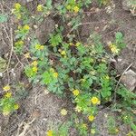 Trifolium dubiumFlower