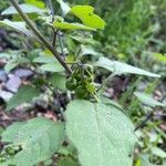 Solanum villosum Leaf