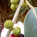 Ficus pertusa Gyümölcs